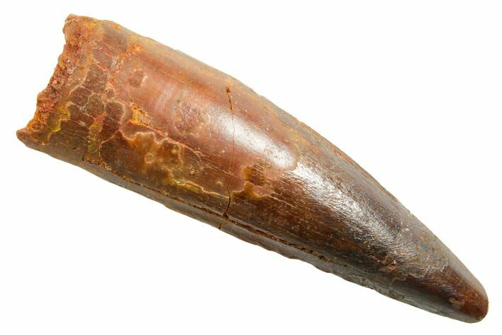 Fossil Spinosaurus Tooth - Real Dinosaur Tooth #364204